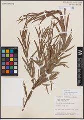 Foto von Salix exigua subsp. interior (Rowlee) Cronquist